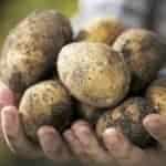 Potato Harvest