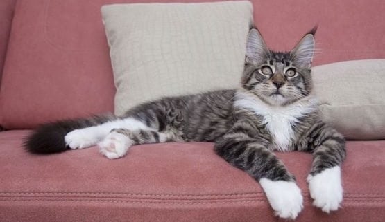 A cat lying on a sofa
