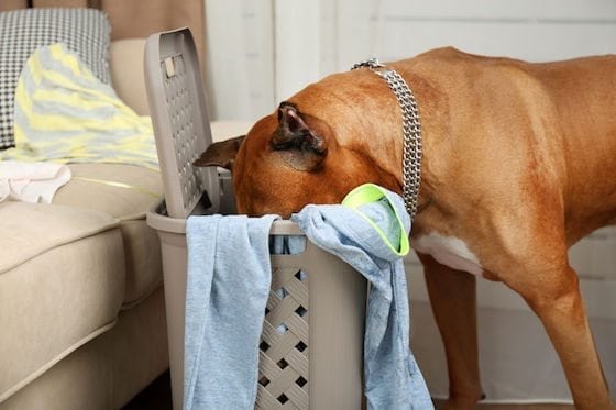 Get Pet Hair and Fragrance Build-Up Out of the Laundry