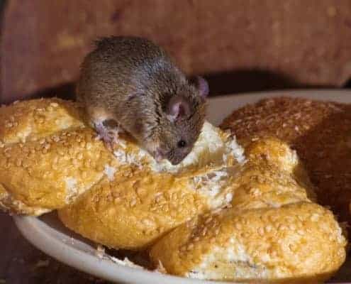 A close up of a plate of food, with Mouse