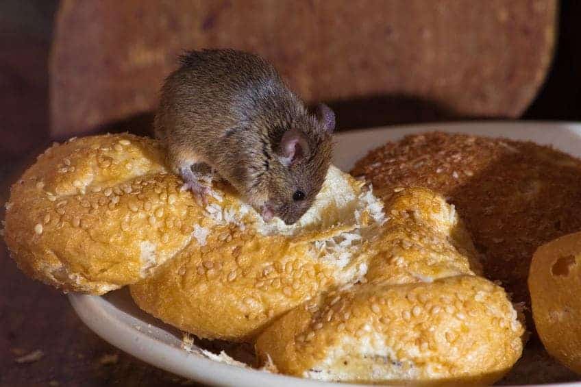 A close up of a plate of food, with Mouse