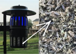 DynaTrap and a big pile of dead mosquitoes