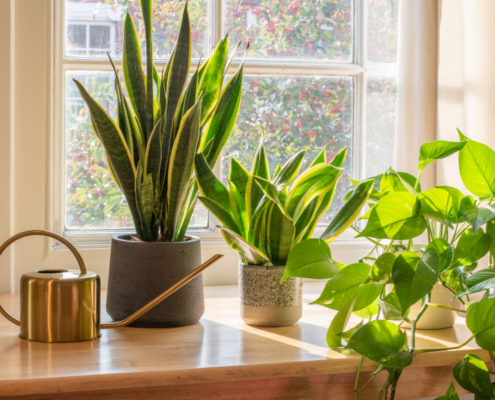 gorgeous low-maintenance houseplants that are hard to kill in window