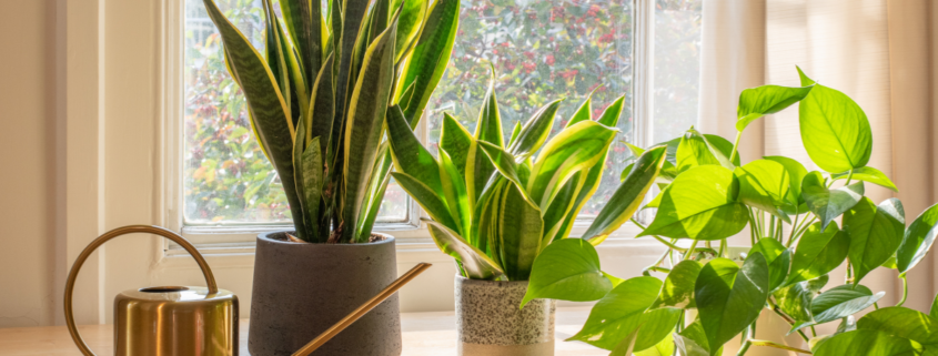 gorgeous low-maintenance houseplants that are hard to kill in window
