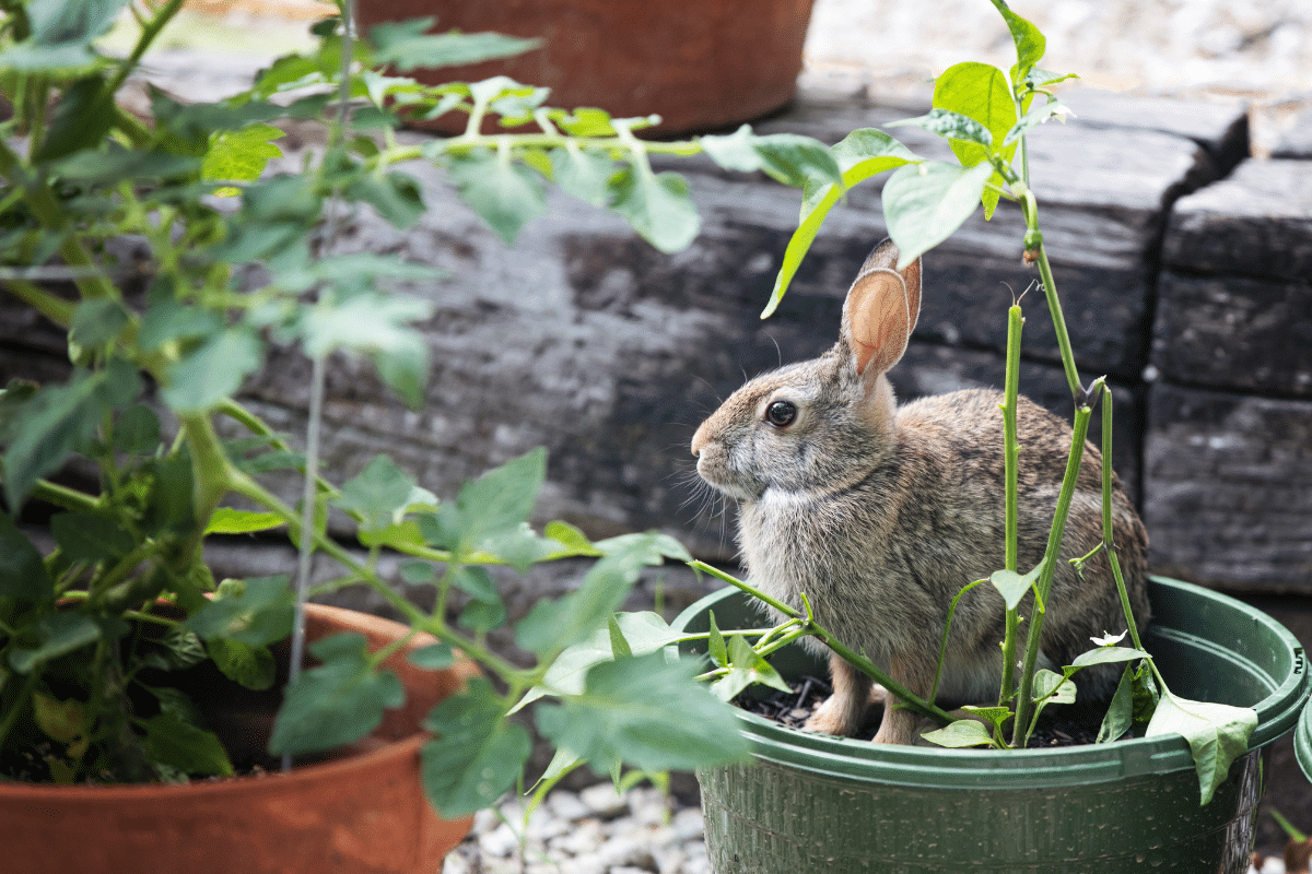wild rabbit in backyard garden pest repel rabbits