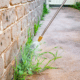 homemade weed killer garden sprayer on sidewalk brick wall