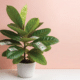 a fiddle leaf fig whose leaves are made out of dollar bills in a midcentury home low risk investment