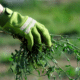 organic weed control woman wearing gardening glove pulling weeds from yard