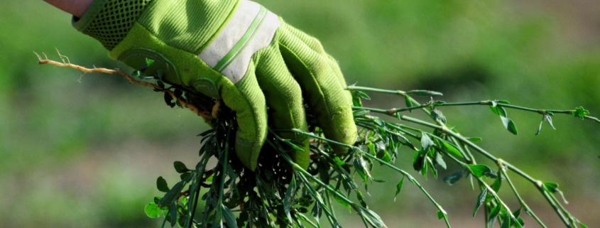 organic weed control woman wearing gardening glove pulling weeds from yard