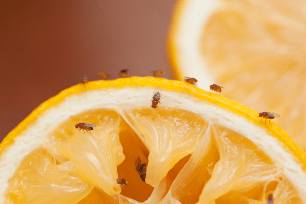 fruit flies on an orange