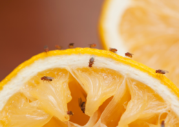 fruit flies on an orange