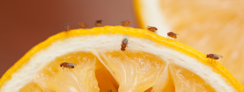 fruit flies on an orange