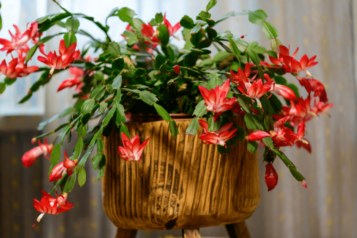 Christmas cactus in bloom