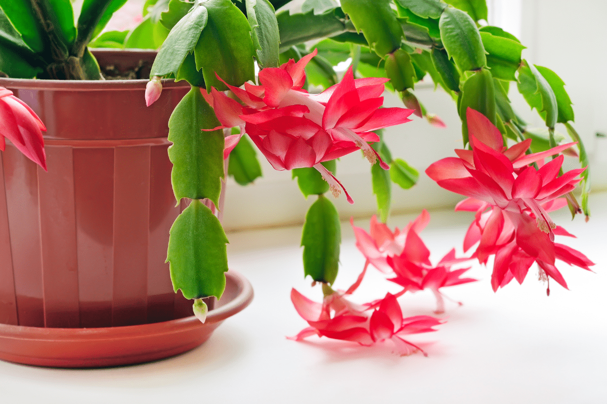 Christmas cactus heirloom blooms