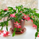 christmas cactus in bloom in window sill