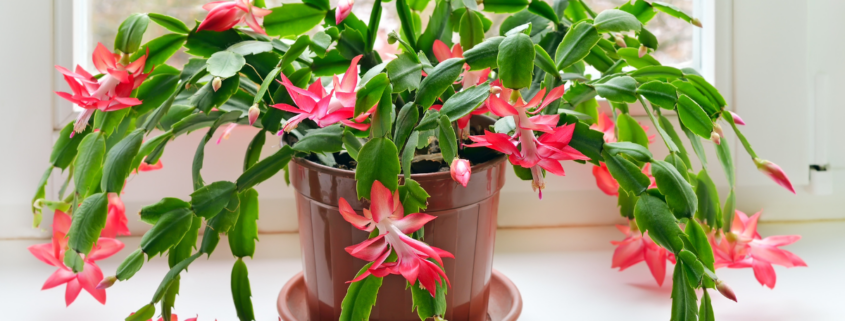 christmas cactus in bloom in window sill