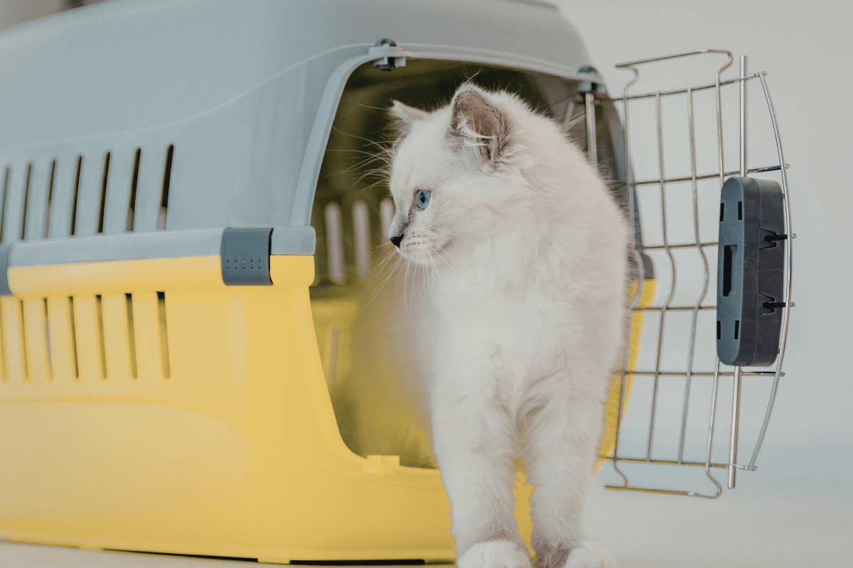 pet disaster emergency cat in crate