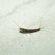 how to get rid of silverfish in the home