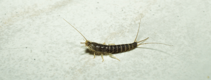 how to get rid of silverfish in the home