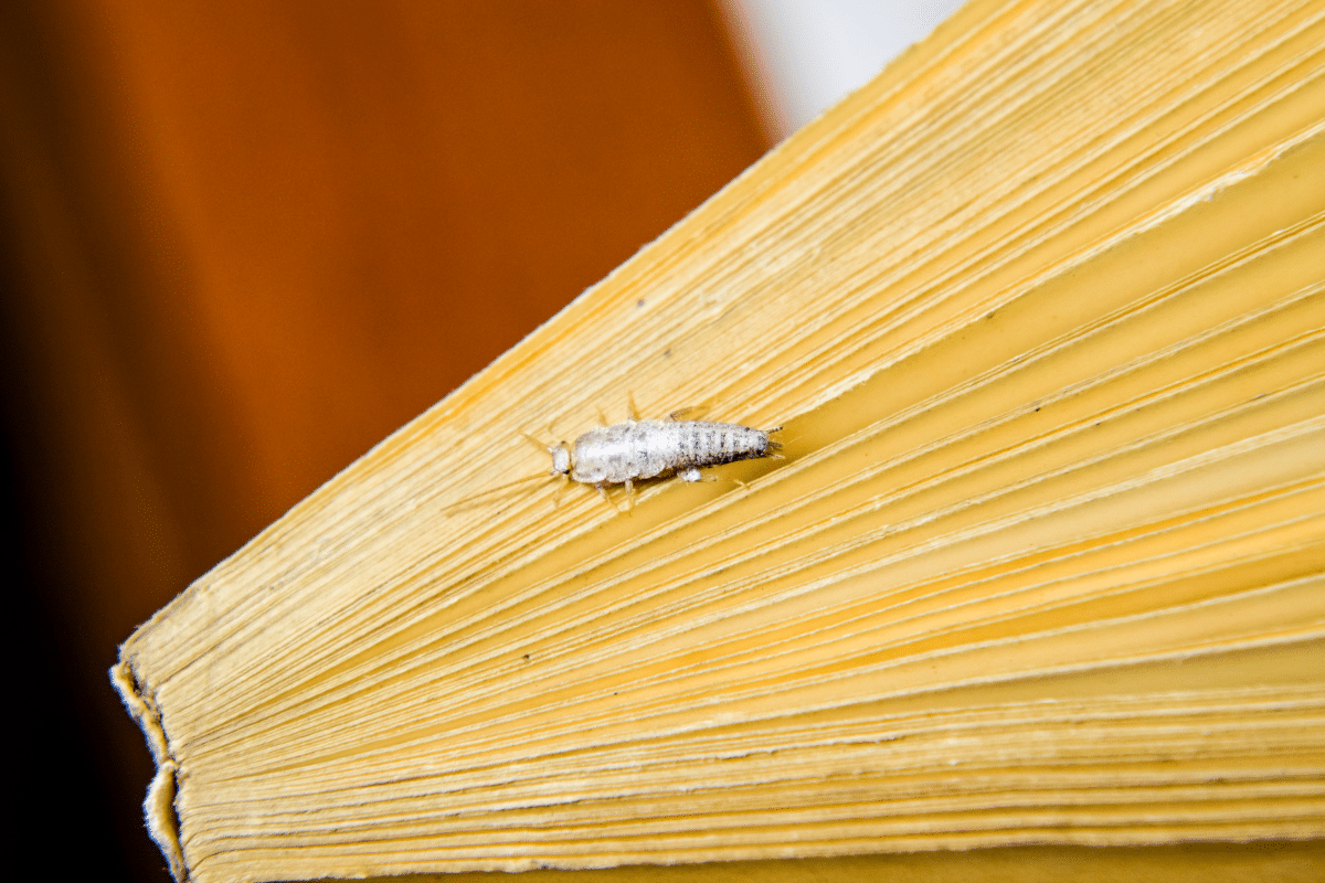 silverfish on book binding
