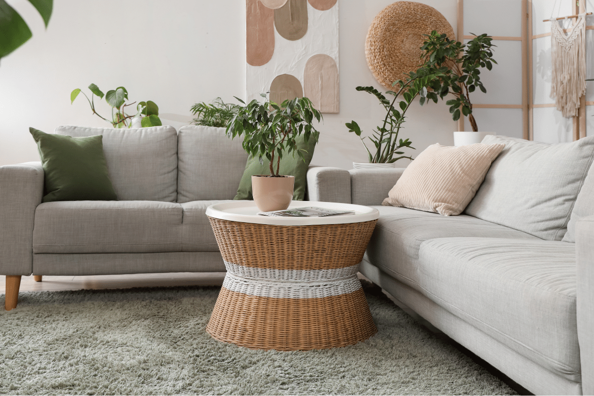 carpeted living room with sage green accents