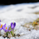 Spring crocus flowers blooming on snow how to freshen a house after winter spring cleaning