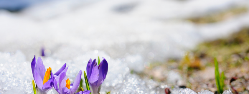 Spring crocus flowers blooming on snow how to freshen a house after winter spring cleaning