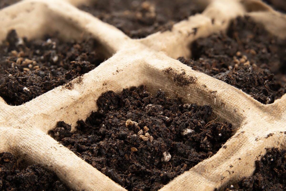 Celery seeds in seed starter pot tray with potting soil, close up