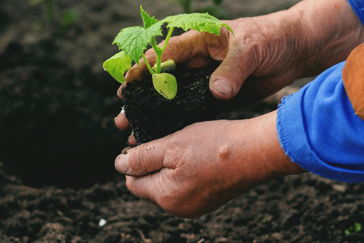 man planting young seedling into spring garden