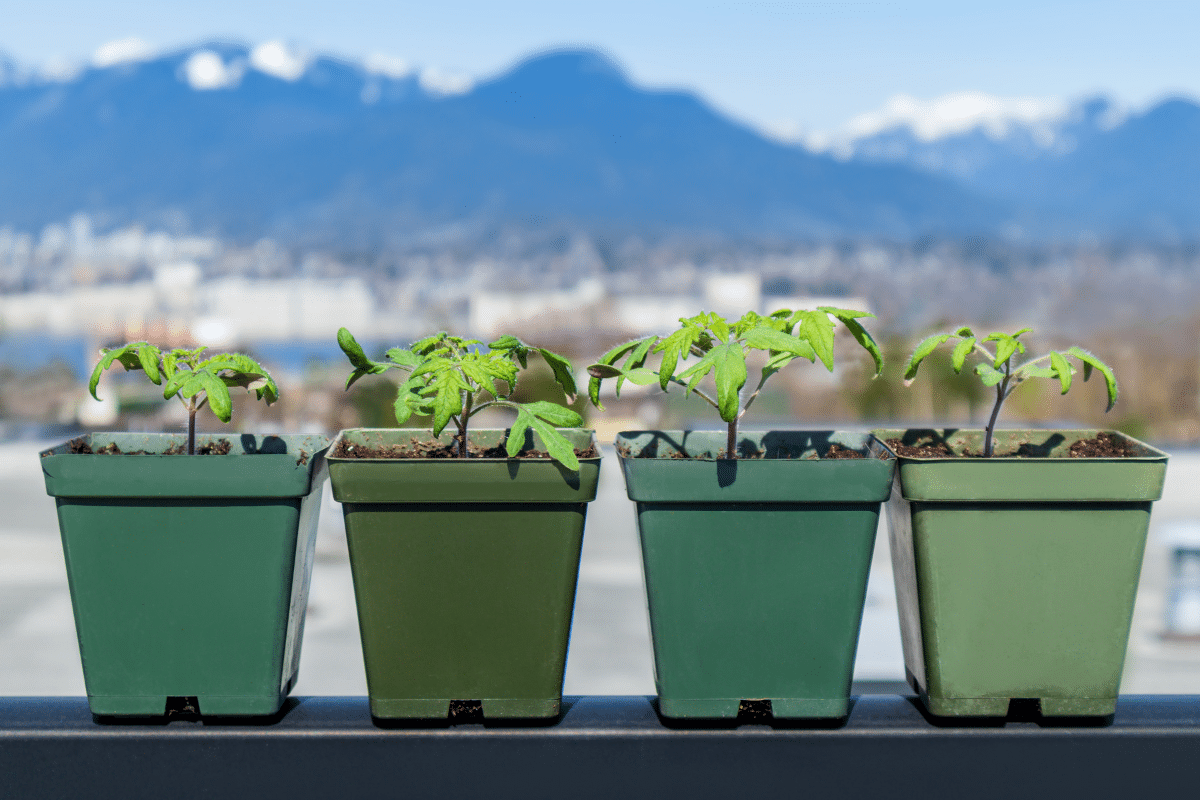 seedlings hardening outdoors in colorado transition from spring to winter