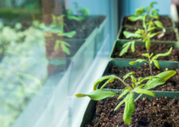 young seedlings in windowsill how to start and transplant outdoors