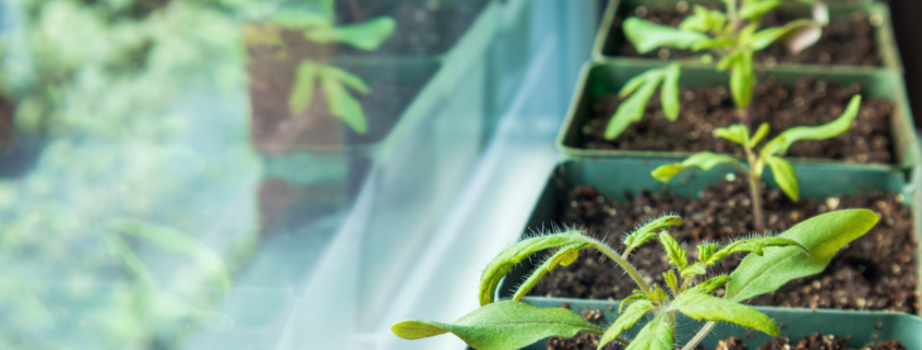 young seedlings in windowsill how to start and transplant outdoors