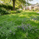 how to get rid of creeping charlie in the lawn weeds ground ivy herbicide