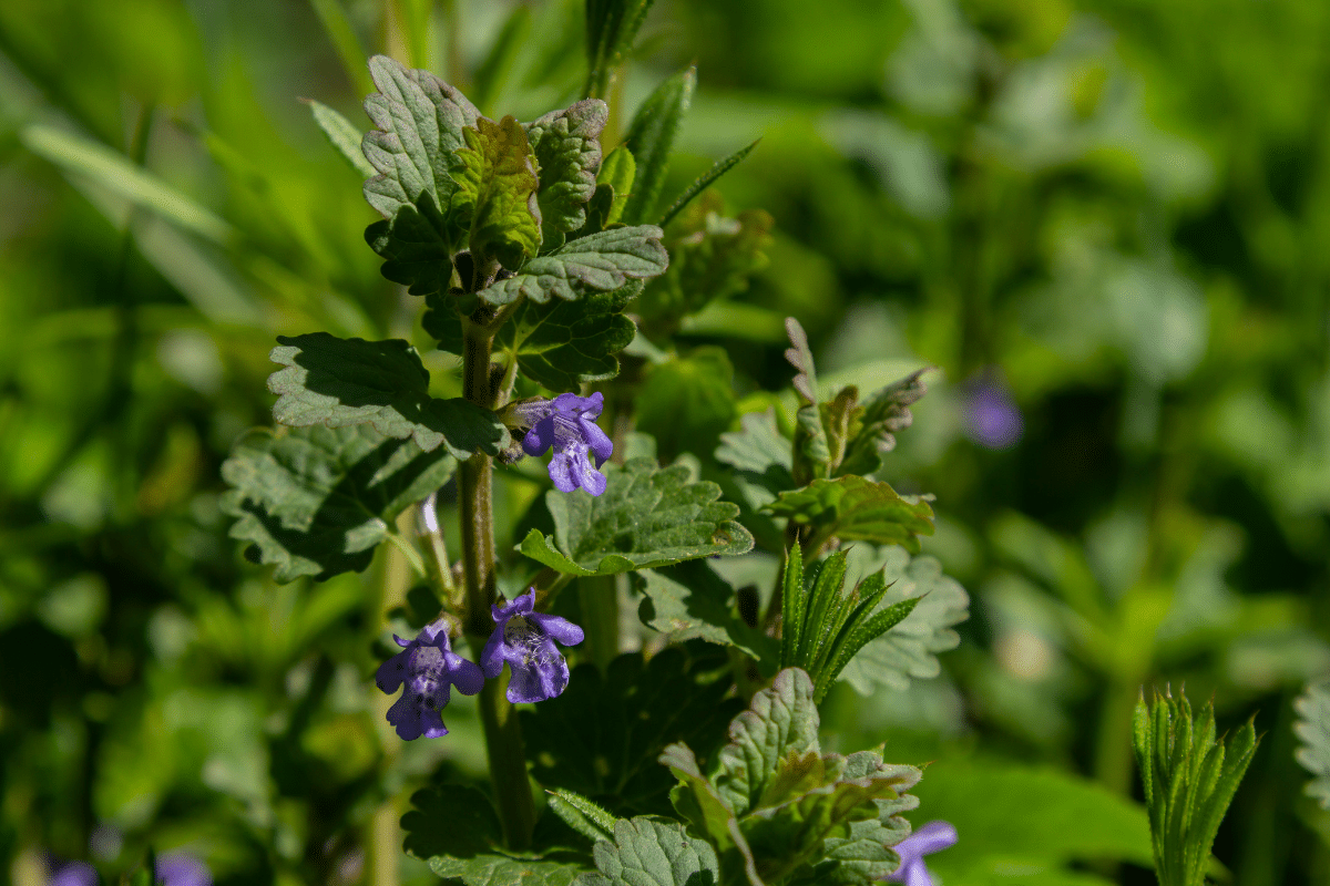 a beautiful sprig of creeping charlie ground ivy Glechoma hederacea