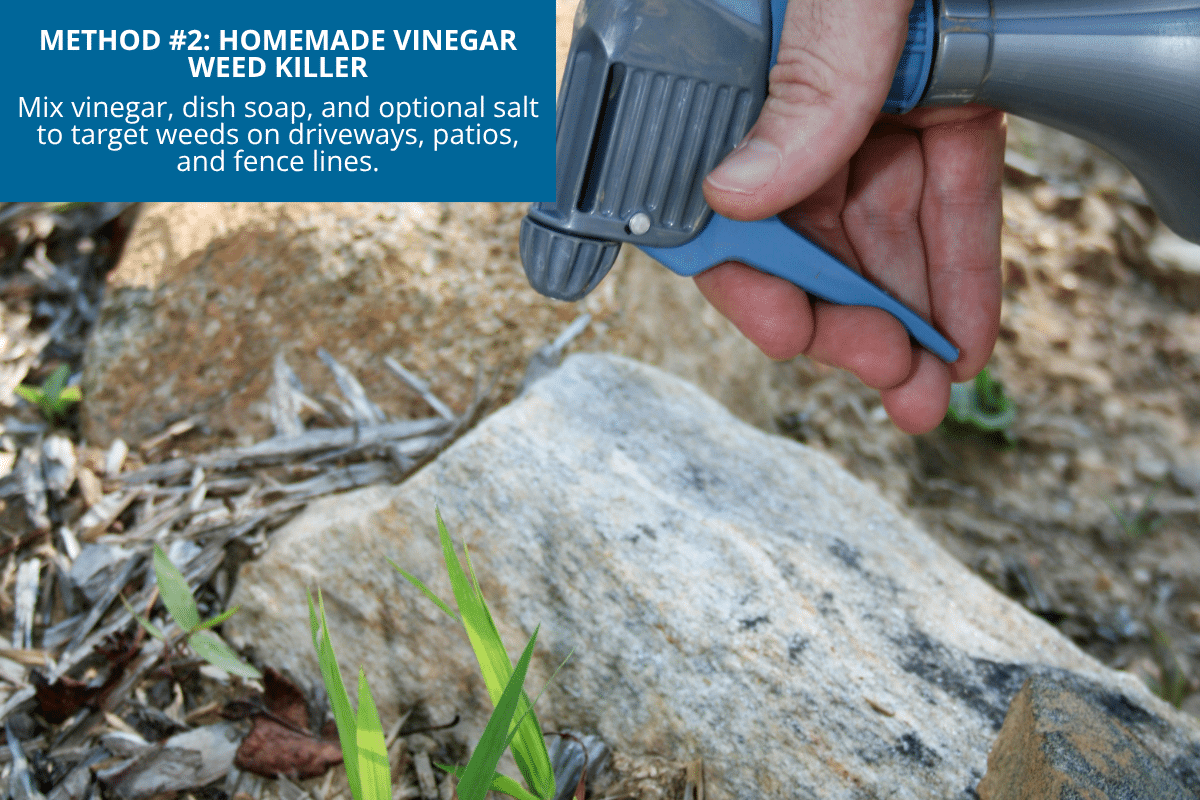 homemade vinegar weed killer man holding spray bottle dish soap table salt
