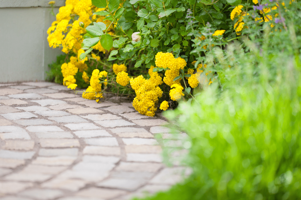 spring has sprung home front entry pavers with bright yellow flowers in background