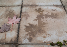 top view of pavers with leaf tannins how to remove leaf stains from concrete