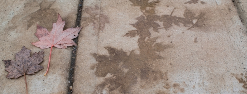 top view of pavers with leaf tannins how to remove leaf stains from concrete