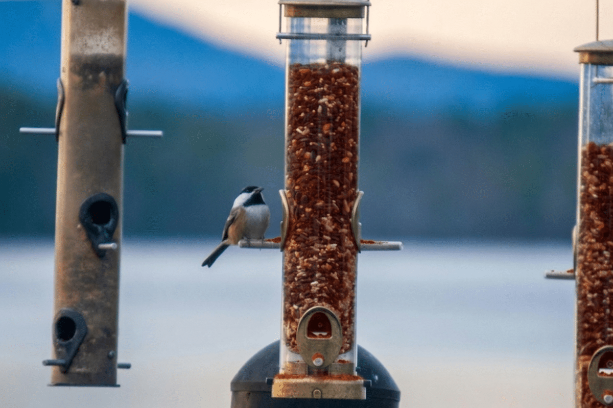 cayenne pepper to keep squirrels away from birdseed feeder