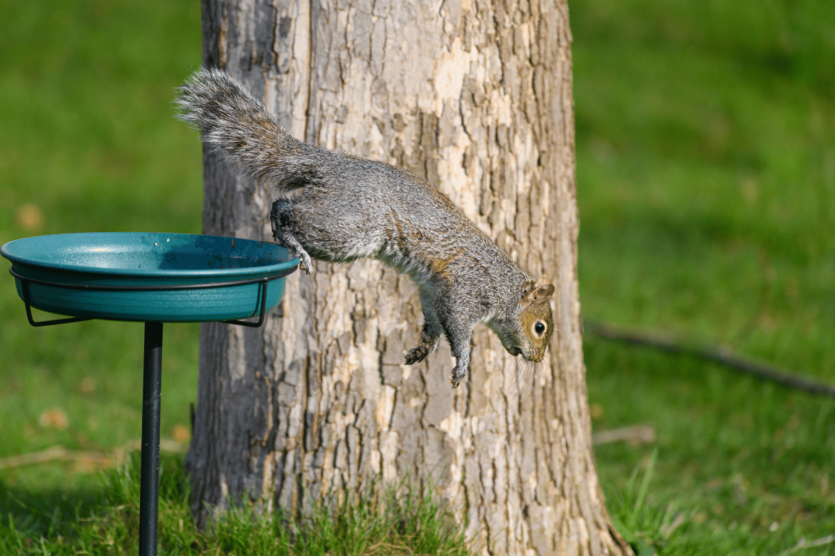 squirrel jumping out of bird feeder