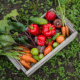 square foot gardening for beginners crate of delicious vegetables carrots peppers tomatoes