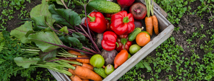 square foot gardening for beginners crate of delicious vegetables carrots peppers tomatoes