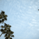 airline rules that can cost you money looking up at palm trees clouds and plane