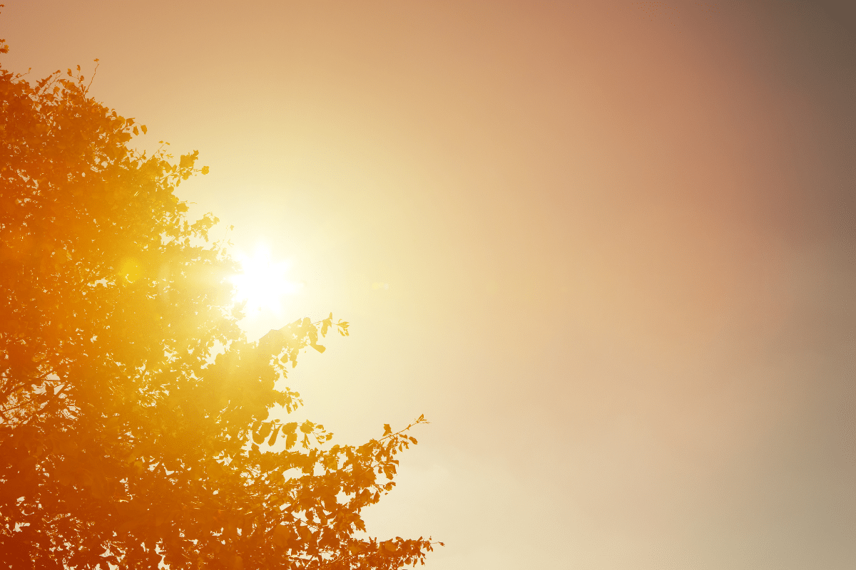 keep your home cool on a budget sun peeking behind tree