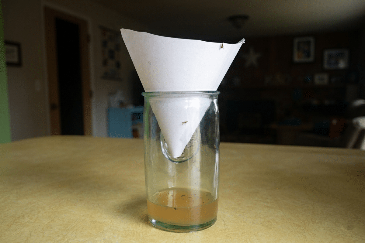 fruit fly trap paper cone overripe fruit juice