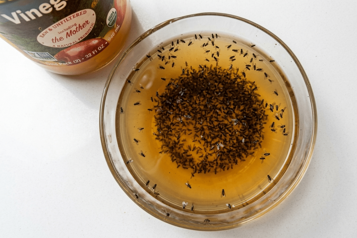 unfiltered apple cider vinegar bowl dish soap fruit fly trap