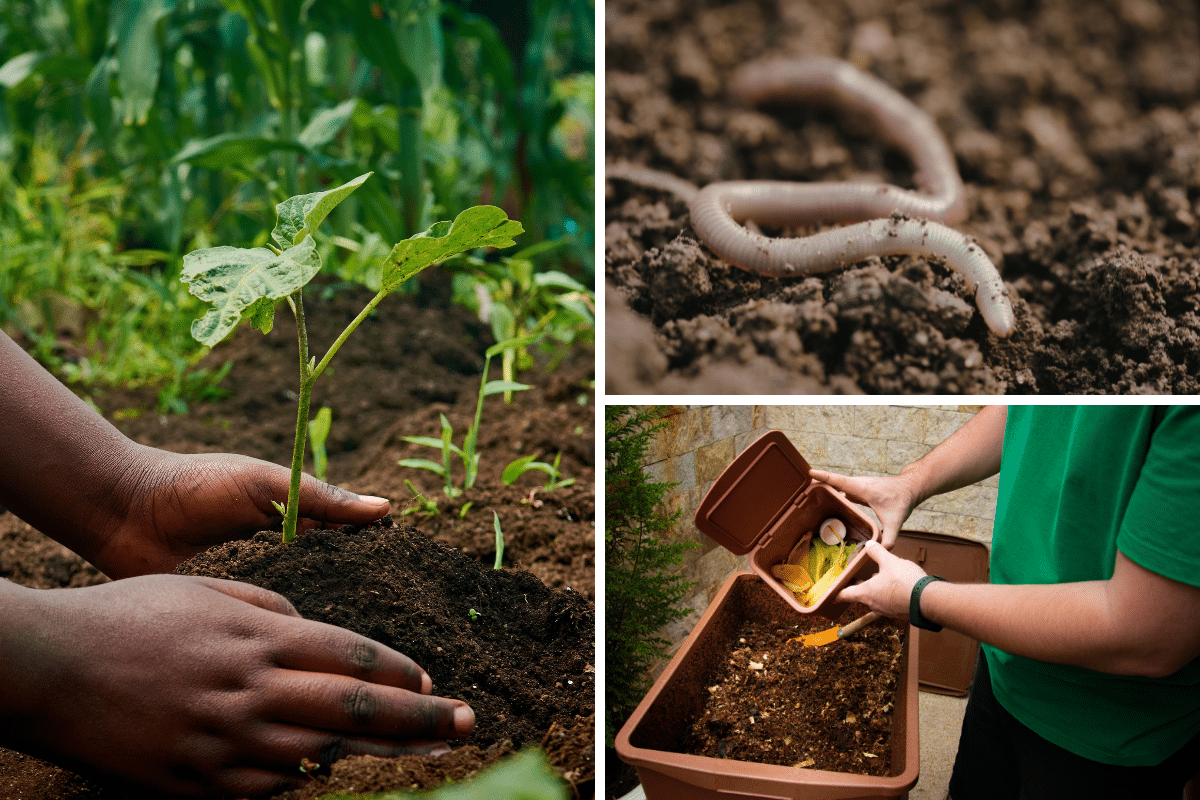 coffee grounds in the garden fertilizer worms compost