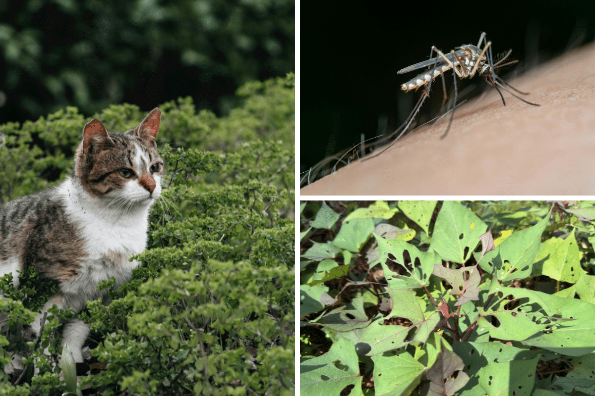 coffee grounds to repel pests cats in garden mosquitos insects