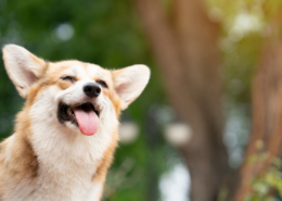 How to Keep Pets Cool in Summer Without Overspending