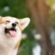 How to Keep Pets Cool in Summer Without Overspending